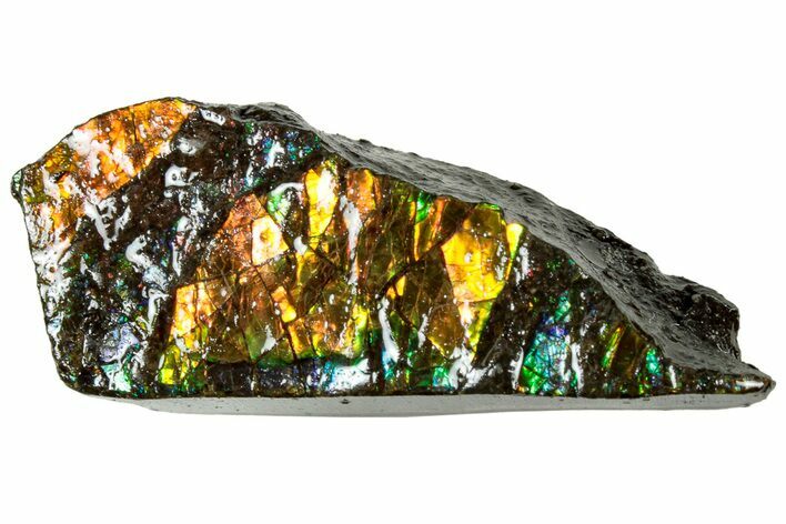 Iridescent Ammolite (Fossil Ammonite Shell) - Alberta #311394